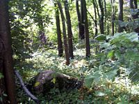 tn_03garard.jpg - 13493 Bytes