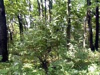 tn_04garard.jpg - 14048 Bytes