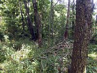 tn_05garard.jpg - 13668 Bytes