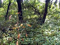 tn_06garard.jpg - 15025 Bytes