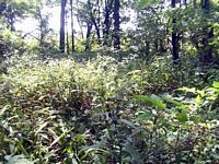 tn_07garard.jpg - 15803 Bytes