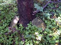 tn_elizabethgarardandunknown.jpg - 13507 Bytes