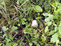 tn_fragmentsoftombstones.jpg - 14089 Bytes