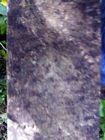 tn_josephgarard2.jpg - 9227 Bytes