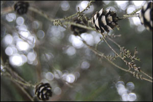 Pine Cone