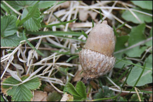 acorn