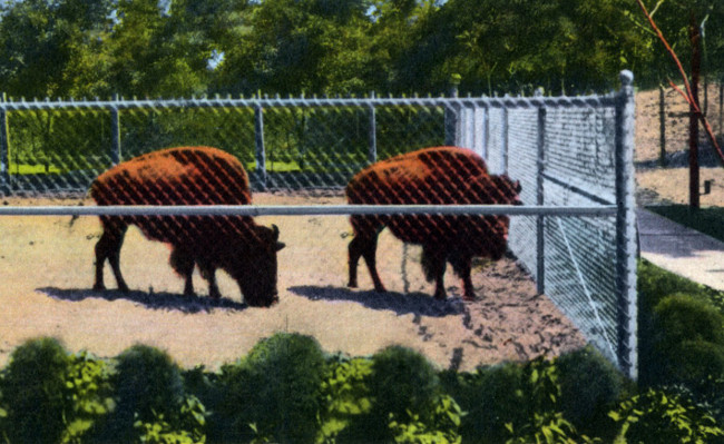 Buffalo at Zoo